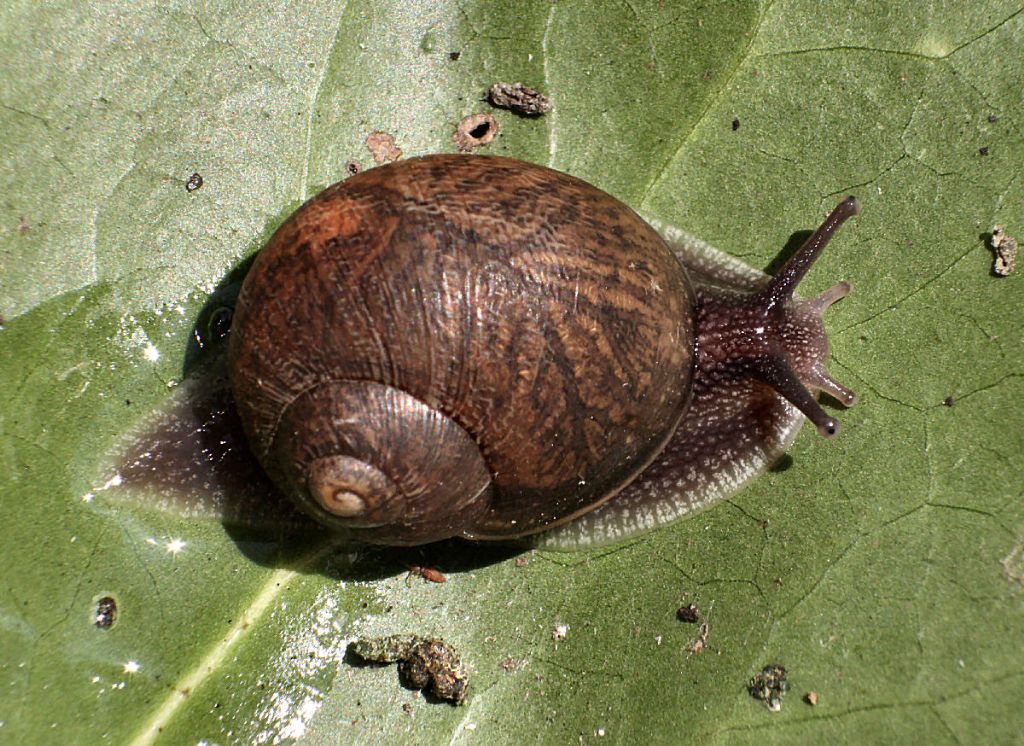 chiocciola da identificare